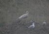 Glaucous Gull at Barling Rubbish Tip (Steve Arlow) (105112 bytes)